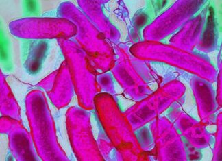 Стійкі бактерії розвиваються швидше, ніж антибіотики