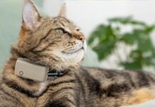 Mantendo o controle sobre seu gato: uma revisão do Tractive Smart Cat Tracker