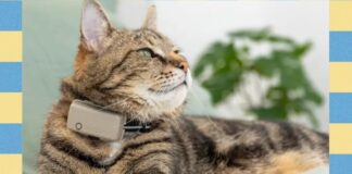 Отслеживание кота: Обзор трекера Tractive Smart Cat