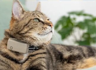 Отслеживание кота: Обзор трекера Tractive Smart Cat