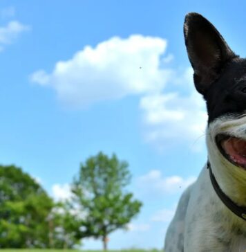 Тиждень у науці та культурі: від екстремального клімату до терапії ШІ