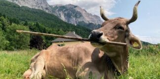 Vaca demonstra uso de ferramentas, desafiando suposições de inteligência animal