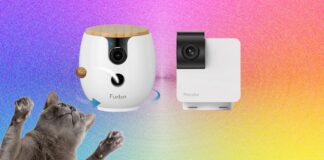 Le migliori videocamere per animali del 2026: resta in contatto con i tuoi amici pelosi